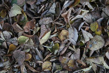 Image showing autumn leafs