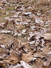 Image showing Dead Teak Leaves