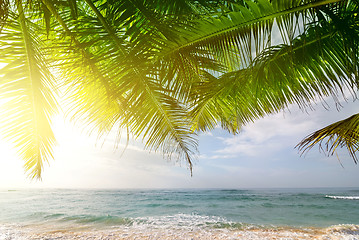 Image showing Palms and ocean at sunrise