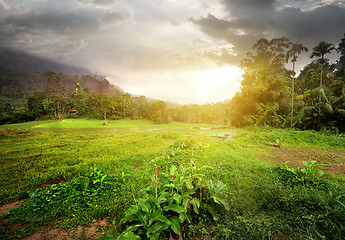 Image showing Field in jungles