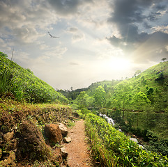 Image showing Bird over tea fields