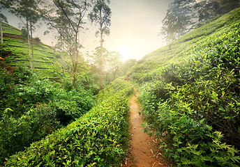 Image showing Footpath in tea plantation