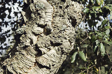 Image showing Virgin cork tree bark detail (Quercus suber)