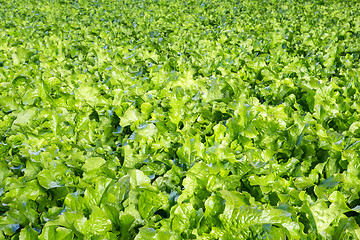 Image showing Field of lettuce salad