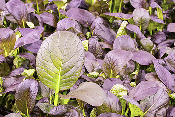 Image showing Red romaine lettuce