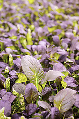 Image showing Red romaine salad