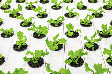 Image showing Lettuce plants