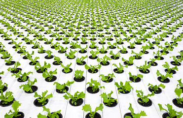 Image showing Lettuce plants 