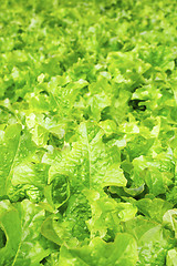 Image showing Field of lettuce salad