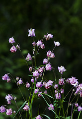 Image showing pink columbine