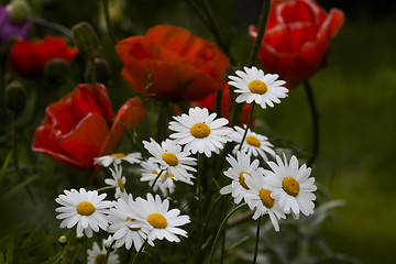 Image showing summer flowers