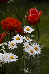 Image showing summer flowers