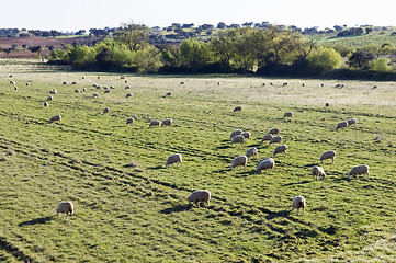 Image showing Merino sheep pasturing