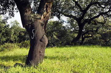 Image showing Cork tree forest (Quercus suber)