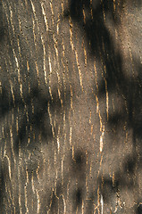 Image showing Bark of cork tree detail (Quercus suber)