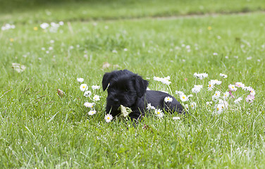 Image showing puppy and bellis