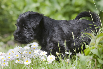 Image showing miniature schnauzer puppy