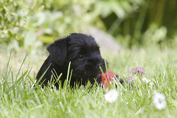 Image showing laying in the grass