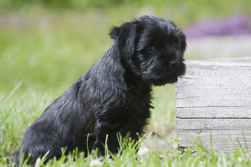Image showing puppy
