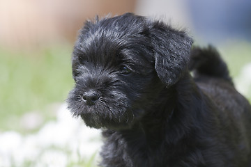 Image showing miniature scnauzer puppy