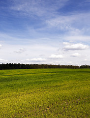 Image showing Agriculture. cereals. Spring 