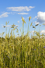 Image showing agriculture  , agricultural field  