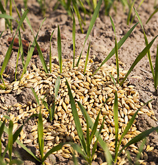 Image showing little sprout Cereal 