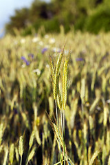 Image showing agriculture ,  grass grows