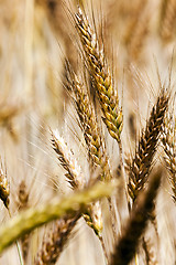 Image showing   ripe yellow cereals