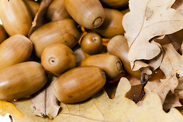 Image showing oak acorns,  close-up  