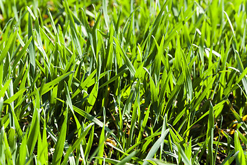 Image showing green cereals  . spring