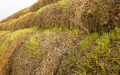 Image showing wheat germ , sprout 