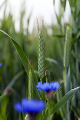 Image showing cornflowers on the field  