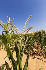 Image showing field with green corn  