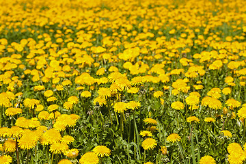 Image showing yellow dandelion , spring