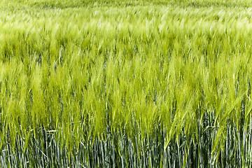 Image showing Green barley , germ