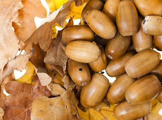 Image showing oak acorns,  close-up  