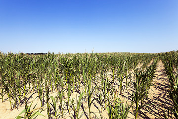 Image showing unripe green corn 