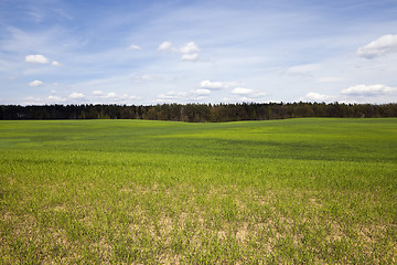 Image showing wheat field in spring 