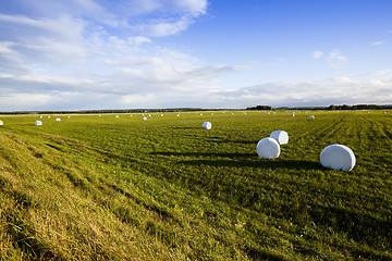 Image showing harvesting grass for feed  