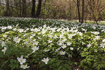 Image showing   spring flowers in white