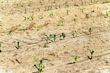 Image showing young corn plants  