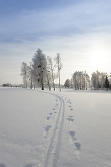 Image showing trees in winter  