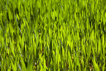 Image showing Wheat close up  