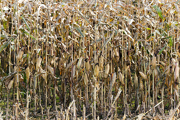 Image showing Field of dried corn  