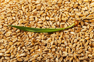 Image showing wheat , close up 