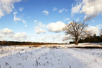 Image showing lonely tree,  snow.