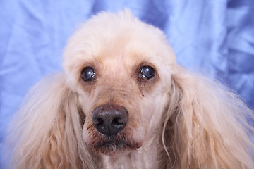 Image showing head of poodle