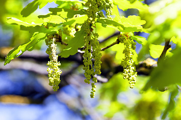 Image showing Flower closeup oak  