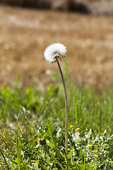 Image showing ripened dandelion .  close-up